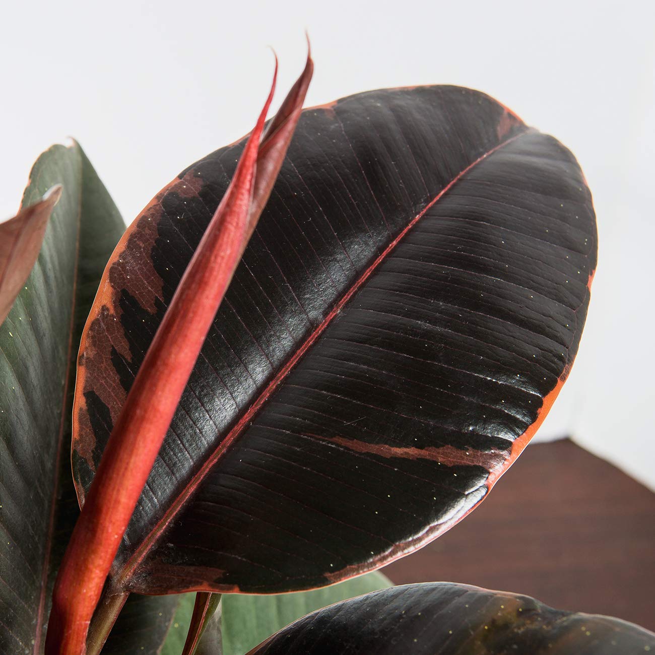 Perfect Plants Variegated Rubber Plant | Ficus Elastica 'Ruby' | Live Indoor Houseplant | Unique Home Décor, 6in. Grower's Pot