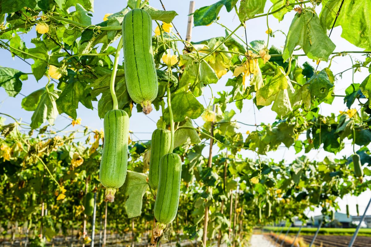 Luffa Gourd Plant, Loofah Plant Live in 4 Inc Pot, 4 Luffa Plants Live, 4 to 7 Inc Tall Seedling, Luffa Live Plant Indoor Outdoor, Ornaments Perennial Garden to Grow