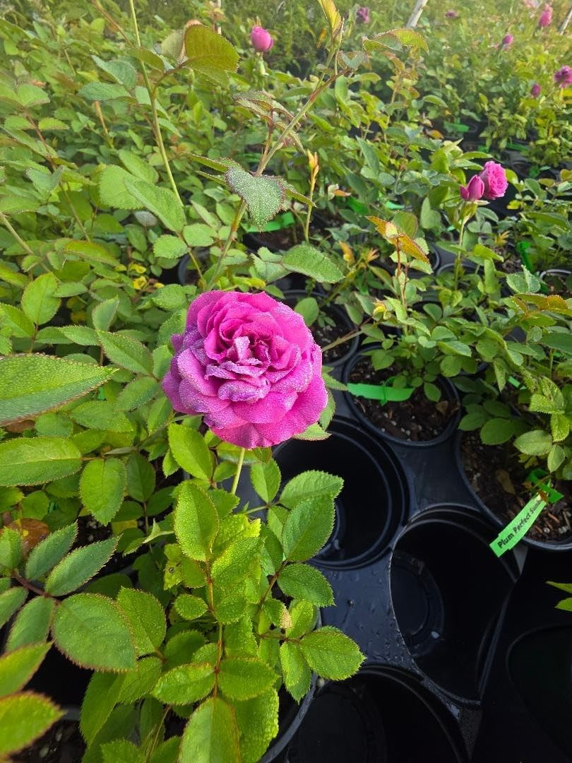 Live Plant - Sunbelt Plum Perfect Shrub Rose - Live Plant (1 Qt) - Repeat Blooms