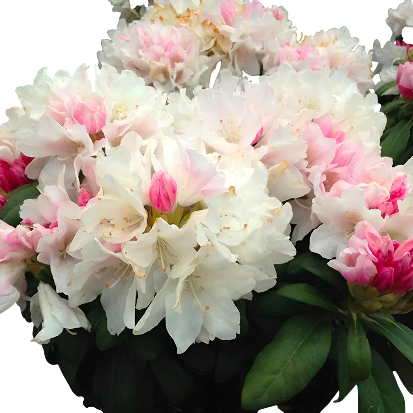 Yaku Princess Rhododendron, White and Pink Flowering Shrub, Live Plant (1 Gallon/Potted/Single Plant)