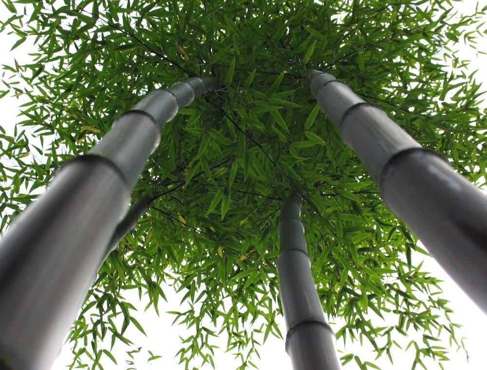 Box of 4 Plants - Black Bamboo - Giant Timber Bamboo - Phyllostachys Nigra - 1 Gallon Size t