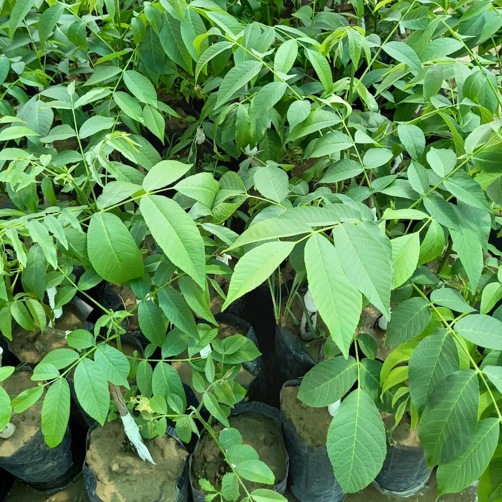 Live Black Walnut Tree, 4-Inch Potted, Cold Hardy Shade Tree for Yard or Garden, 6-12 Inch Tall