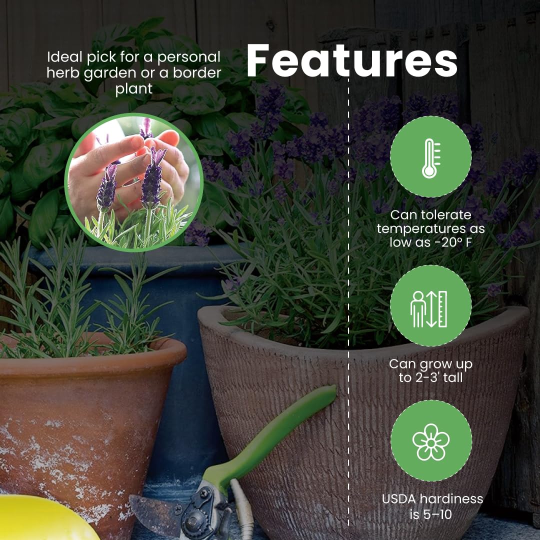 American Plant Exchange English Lavender – 6-Inch with Pot – Live Fragrant Flowering Herb Plant, Edible Aromatic Greenery for Home, Garden, Patio, or Balcony Decor