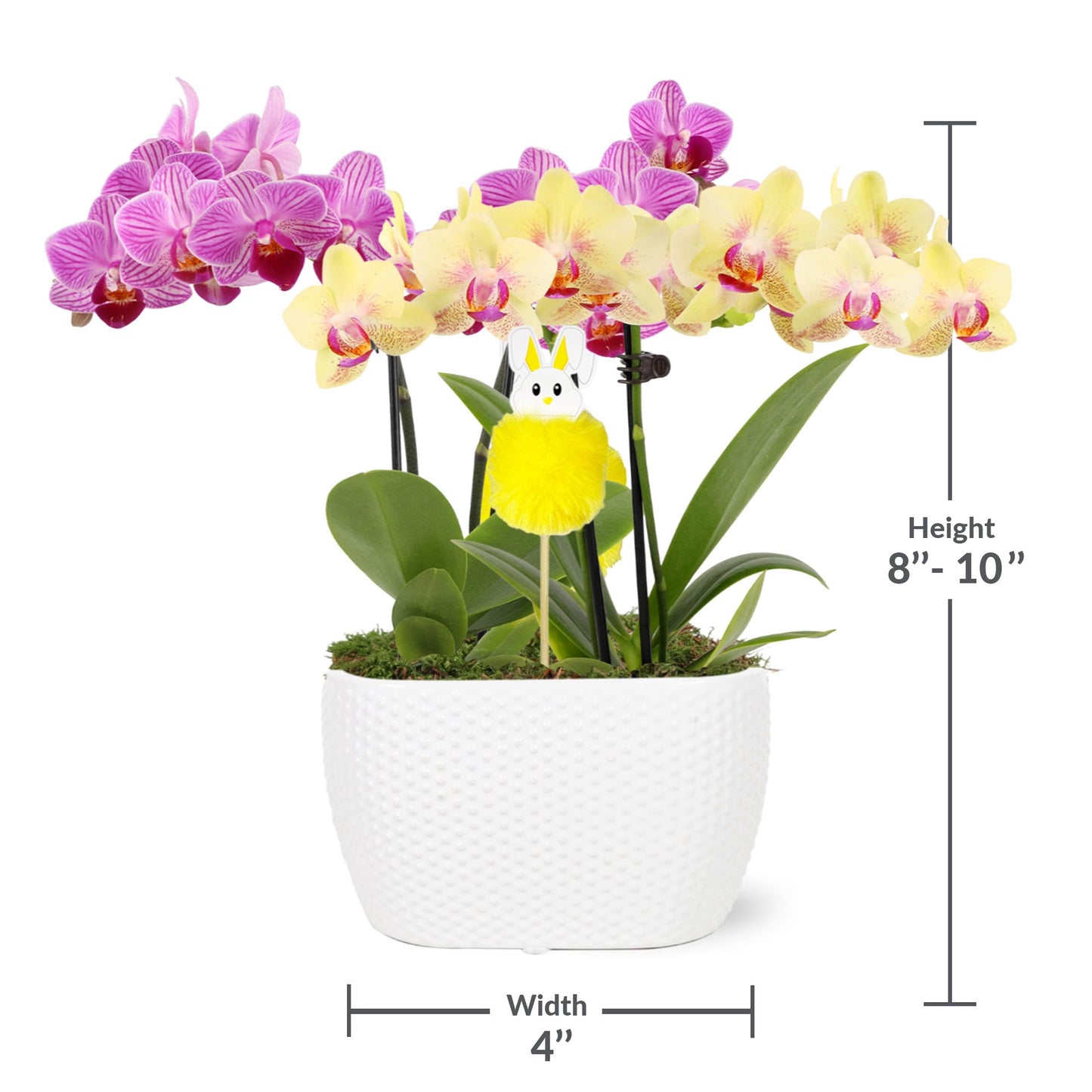 Green Circle Growers Pink and Yellow Orchid Duo in 4" White Pot with a Bunny Pick, Live Indoor Plants, House Plant