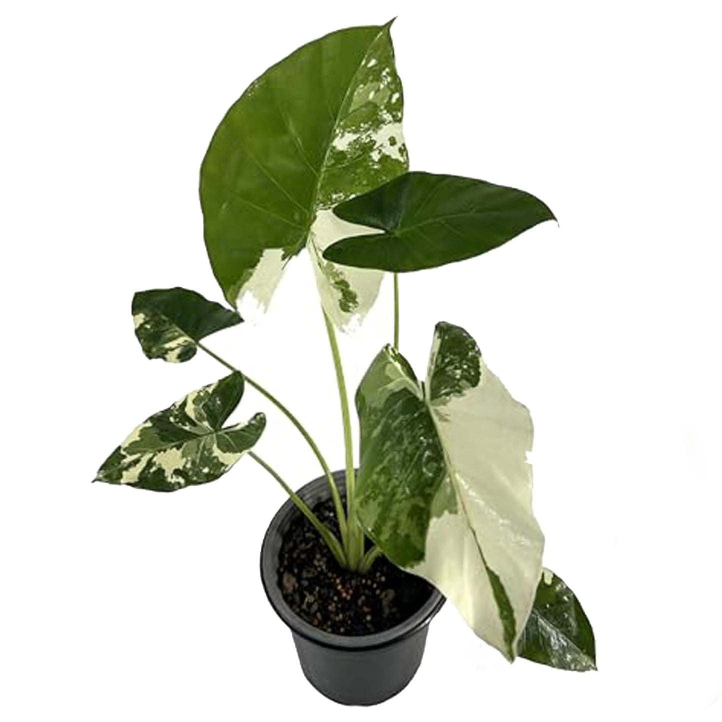 LEAL PLANTS ECUADOR Alocasia Macrorrhiza Variegated (Pack of 2),| Alocasia Live Plant, Variegated Live houseplant| Rare Indoor Plants, Perfect for Home Decor, Unique Gift for Plant Lovers