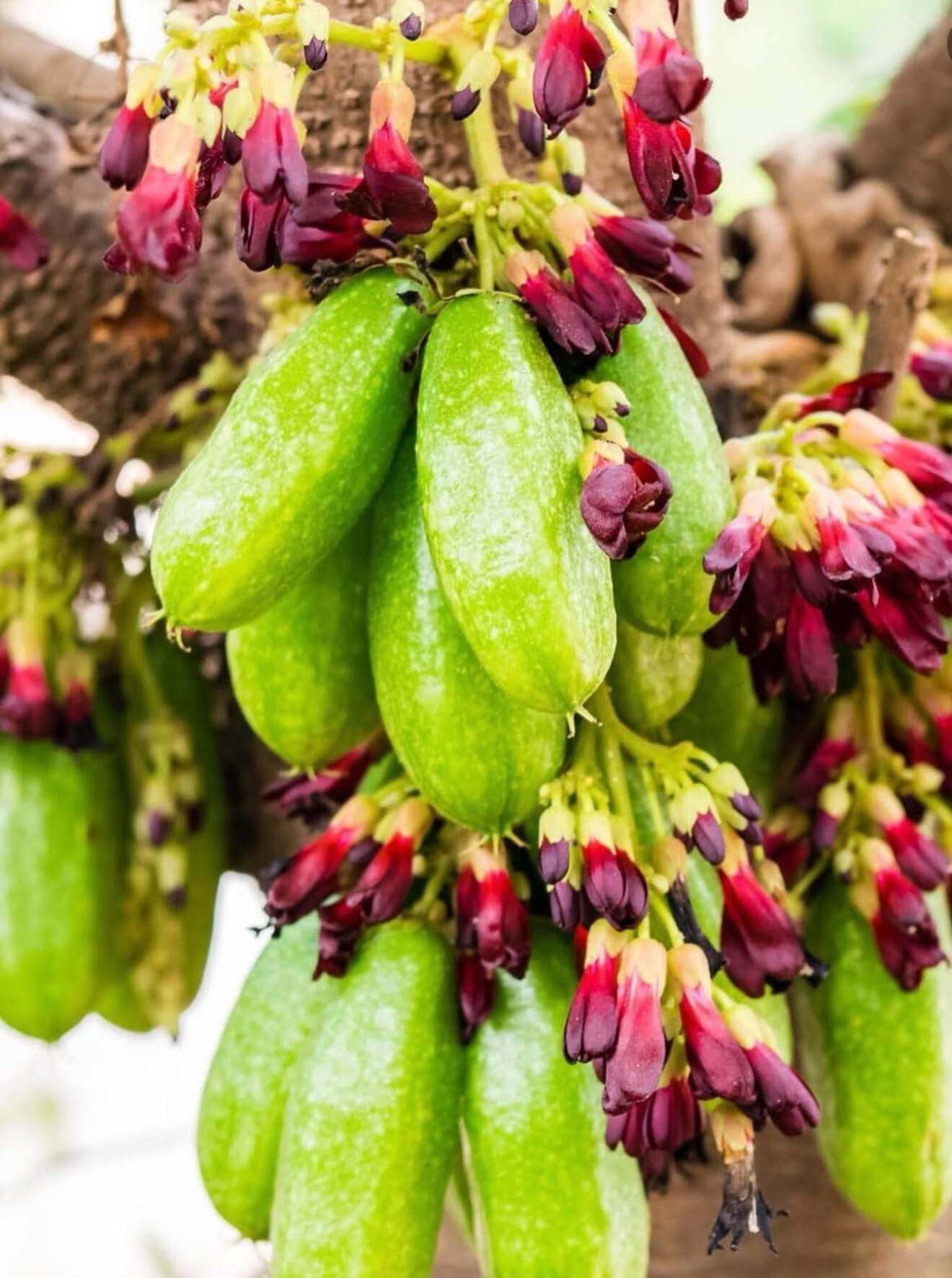 Big Averrhoa Bilimbi (Cucumber Tree) Bilimbi Tropical Live Fruit Tree(2-3ft)