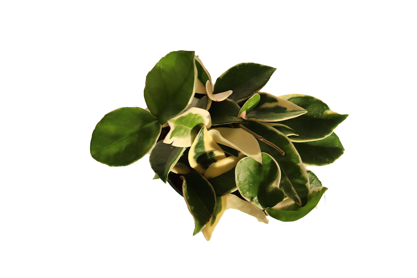 (Rare) Hoya Tricolor - 4" from California Tropicals