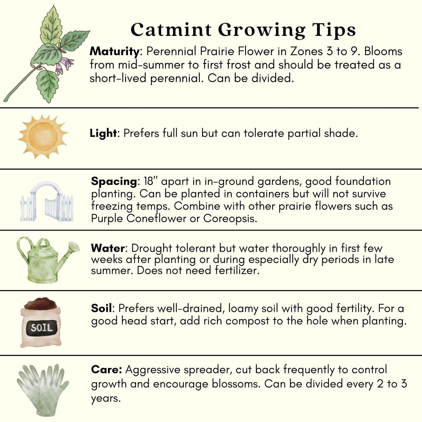 Clovers Garden Catmint (Nepeta) Plants – Two (2) Live Plants – Non-GMO - Not Seeds - Each 4" to 8" Tall – in 4" Inch Pots – Natural Mosquito Plant - Hardy Flowering Perennial Herb, Pollinator Favorite