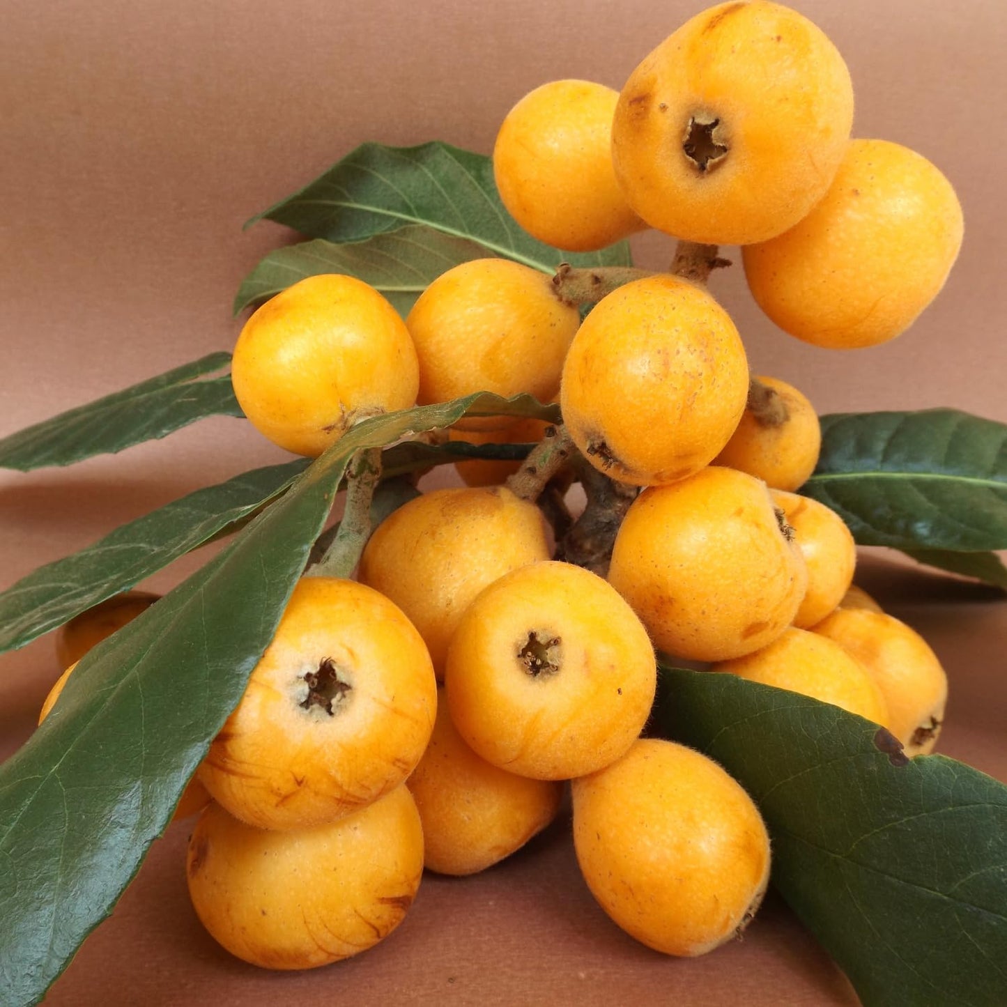 Seedling Loquat Tree Live Plant, Tropical Fruit Tree, Sweet Golden Loquat for Outdoor Garden, 3 Gal, 2-3 Ft Tall, No Ship to CA