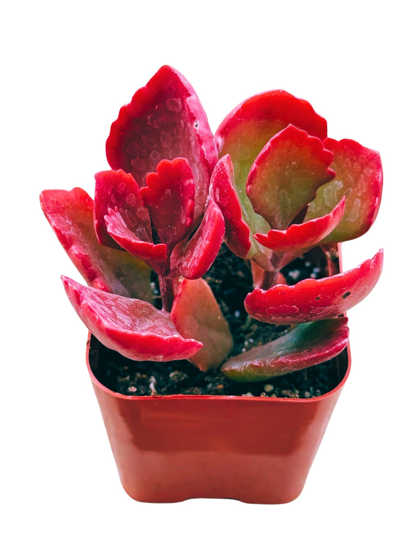 Succulents Plants Live 2inch Live Mini Succulent Plants, Easy Care House Plants Rooted in Succulent Soil Mix, by The Succulent Cult (Kalanchoe Longiflora Coccinea, 2 Inch)