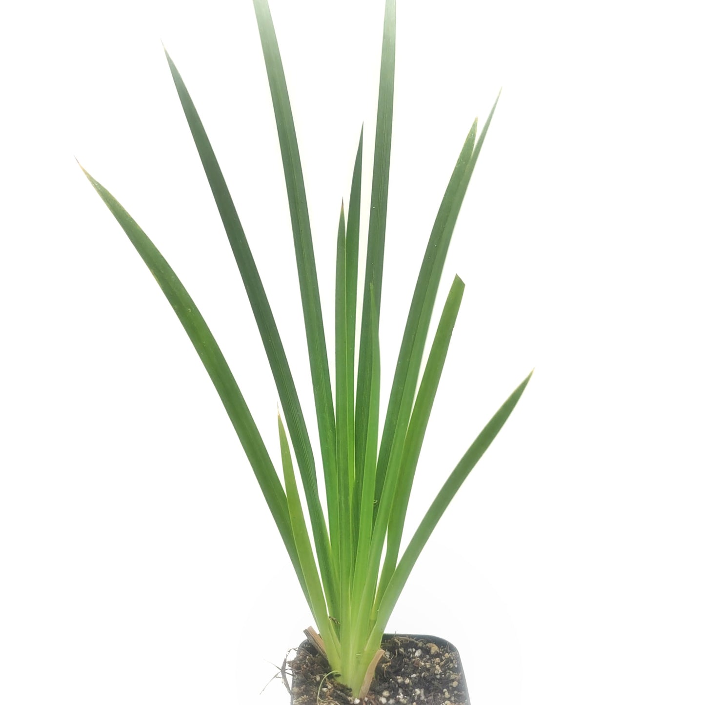 African Iris (Moraea Iridioides) - Dietes Fortnight Lily Live Plant 2' Pot - Blooms Throughout The Warmer Months - California Grown