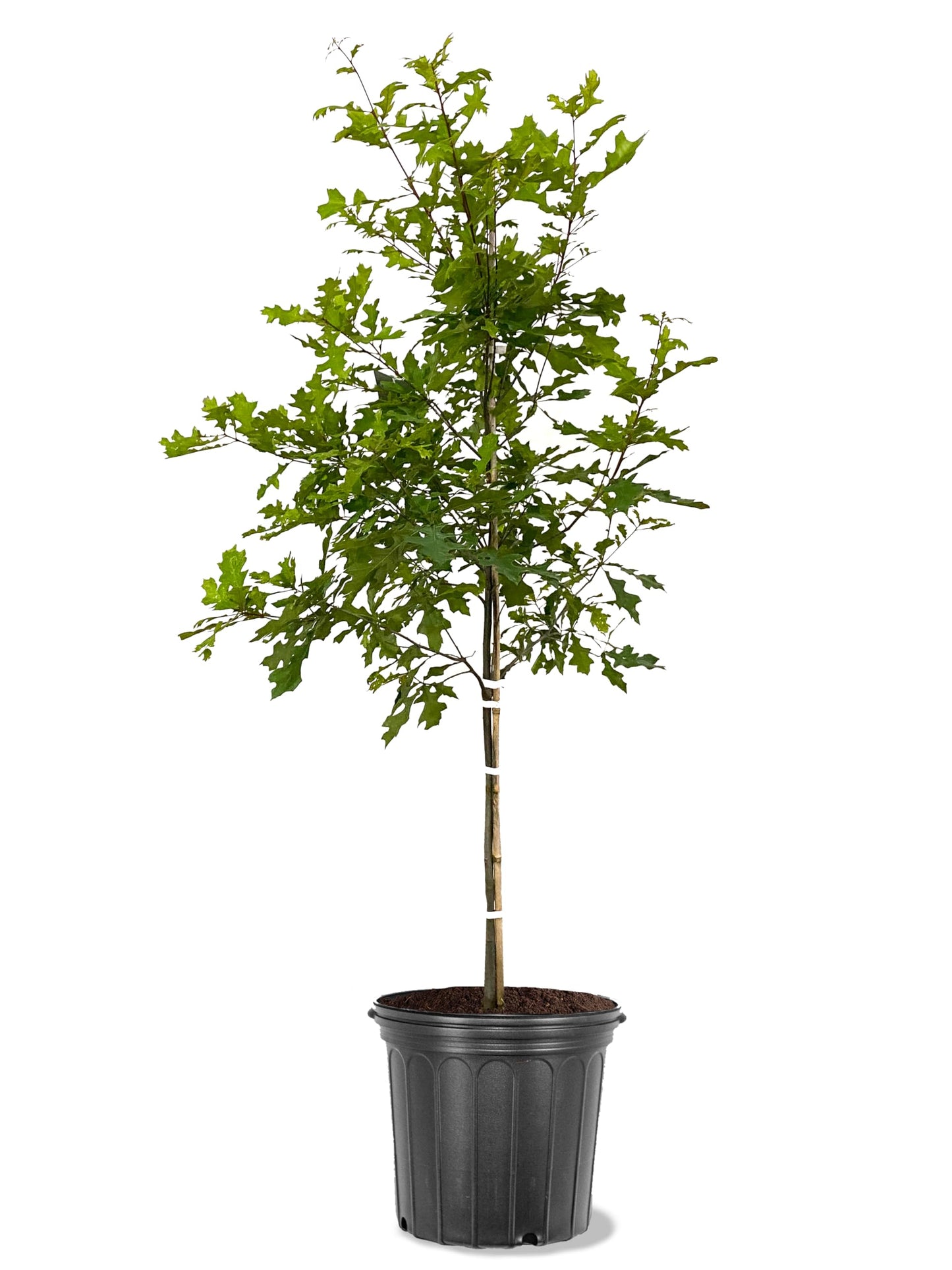 American Plant Exchange Nuttal Oak Tree, 5 Gallon Pot, 3-4ft Tall, Outdoor Landscape Garden Plant, Live Plant, Shade Tree, Fast Growing and Hardy