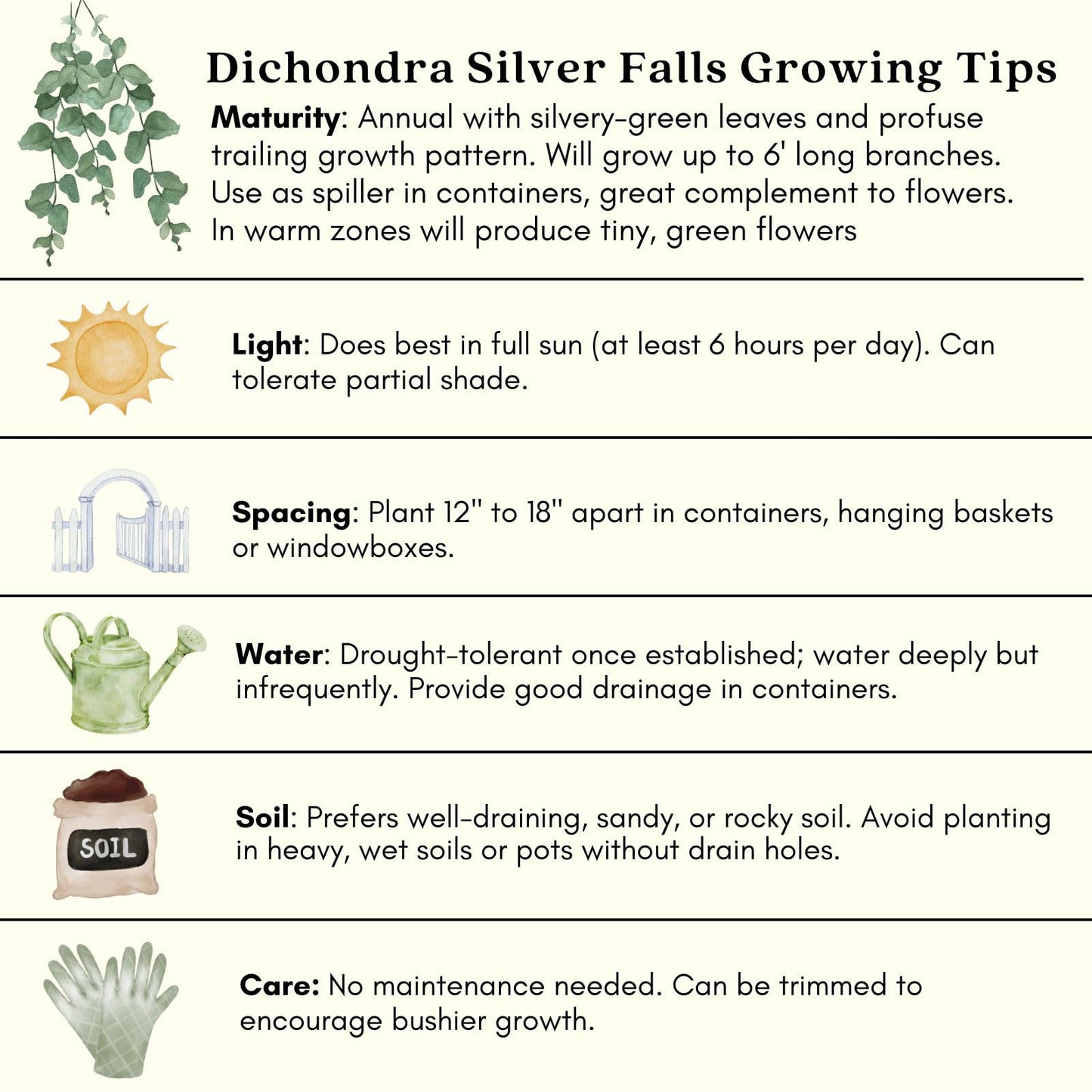 Clovers Garden Dichondra Silver Falls Plants Two (2) Live Plants – Non-GMO - Not Seeds - Each 4" to 8" Tall – in 4" Inch Pots - Heat, Drought Tolerant