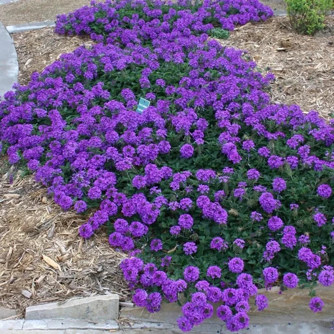 2 Purple Verbena Plants Live Perennial Groundcover Spring Blooms, 5-9” Tall, Hardy Violet Purple Flower Plants for Outdoor Planting