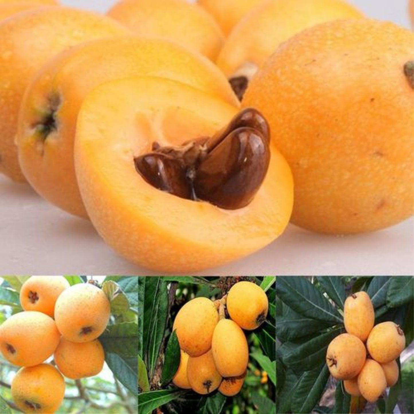 Loquat Tree Live Plant, 5 to 9 Inc in Height, Golden Loquat Plant Live, Cold Hardy Fruit Tropical Plant Home Orchard
