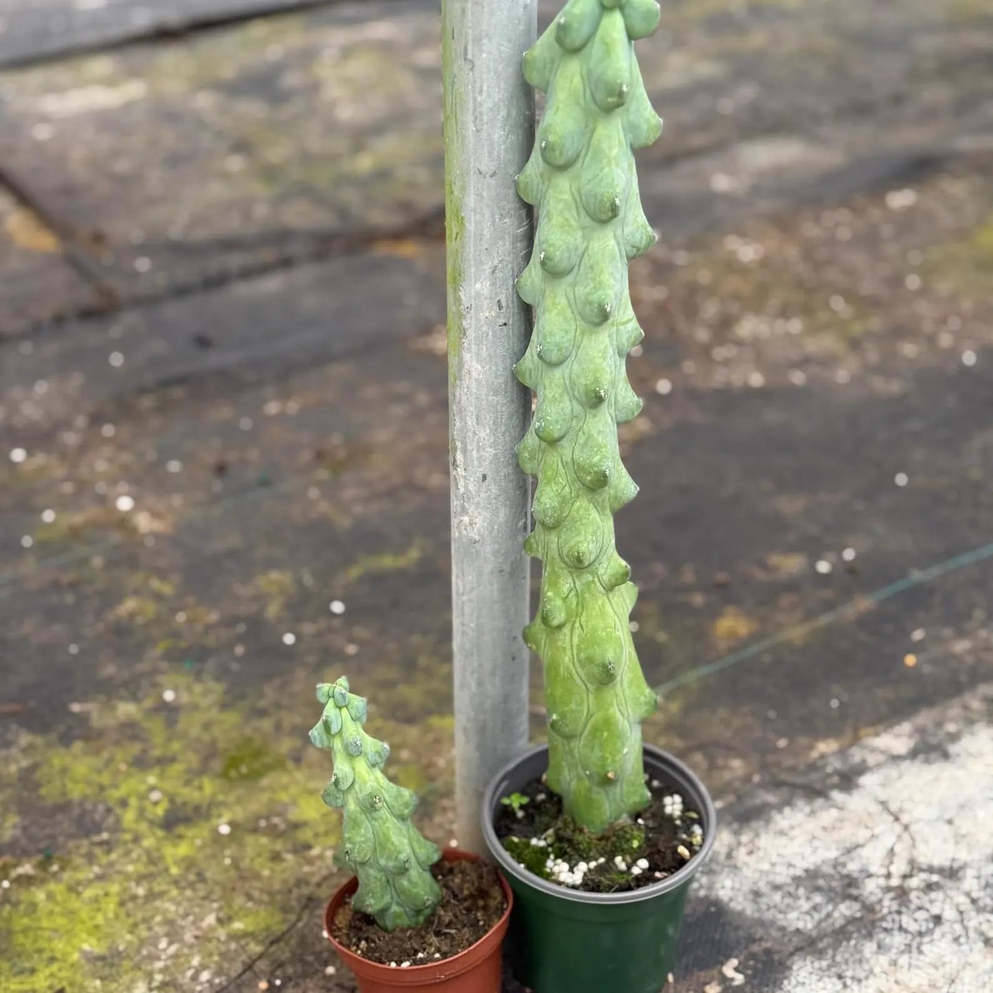 Boobie Cactus Live Plant | Rare Houseplants Cacti Cuttings | Indoor House Plants Home Decor | Succulent Houseplant for Outdoor Gardens Gifts (Heat Pack Included)