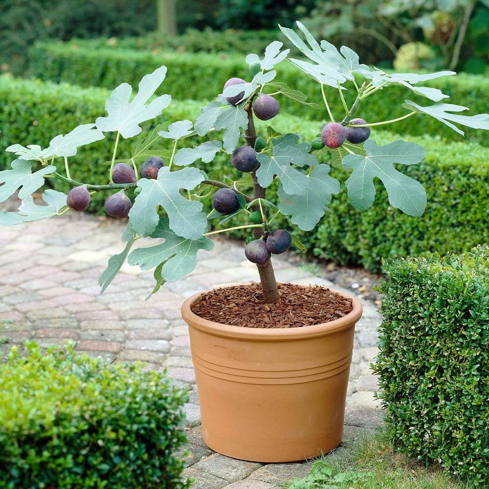 Desert King Fig Tree – Fast-Growing, Heat-Tolerant Live Plant for Backyard Gardens, Fruit-Bearing, Hardy Perennial, Large Green Leaves, Easy-to-Grow Ficus (Liner/Potted/Single)