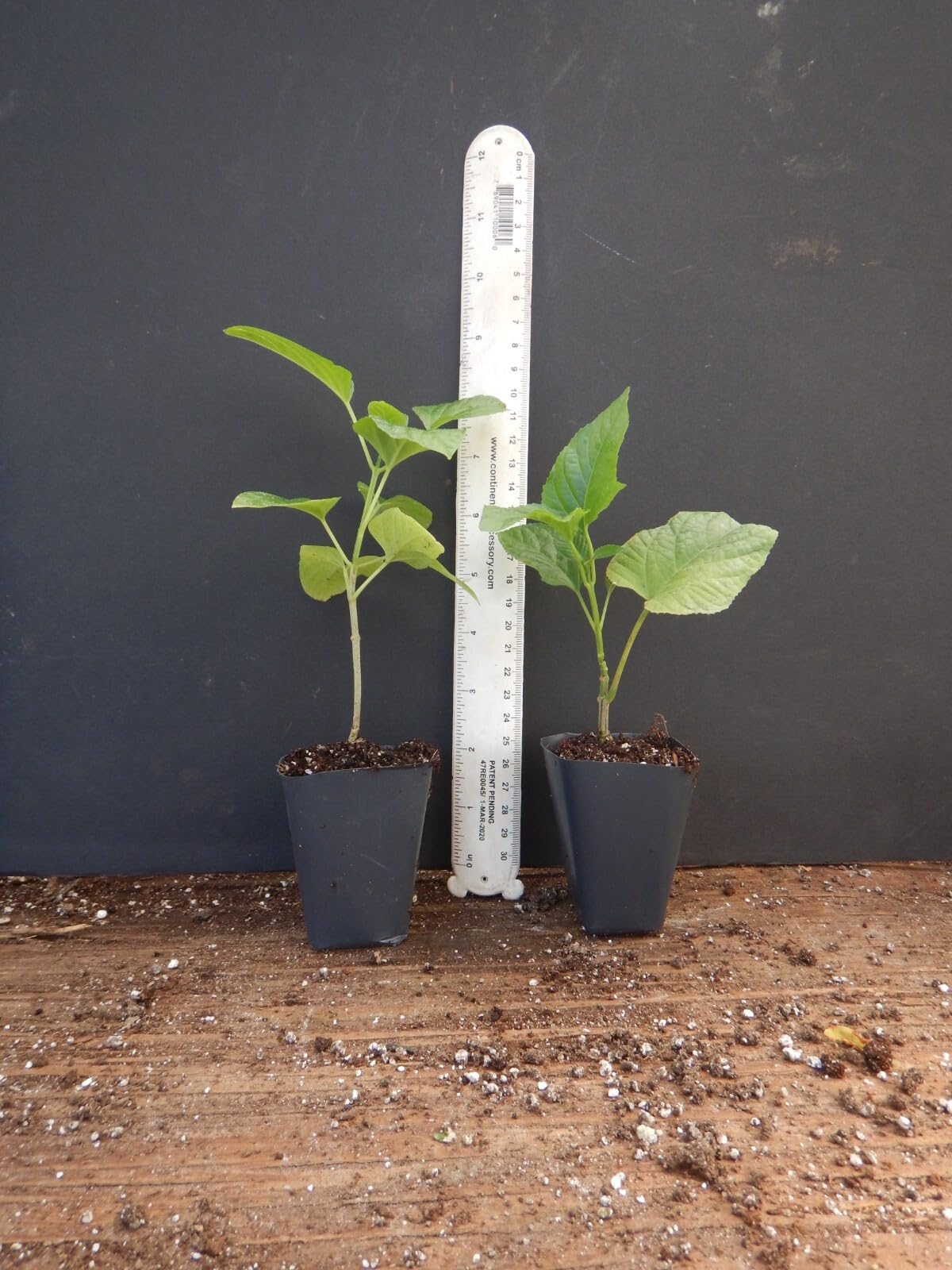 Live Plant - Orange Pagoda-Clerodendrum Paniculatum-Aka Orange Pyramid Tower-Starter Plant