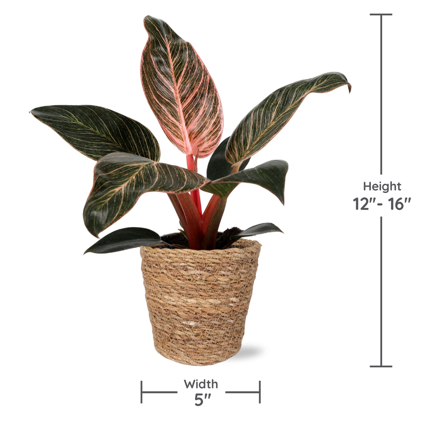 Green Circle Growers 5" Pink Bikini Plant in Seagrass Pot – Vibrant Live Houseplant for Home & Office Decor