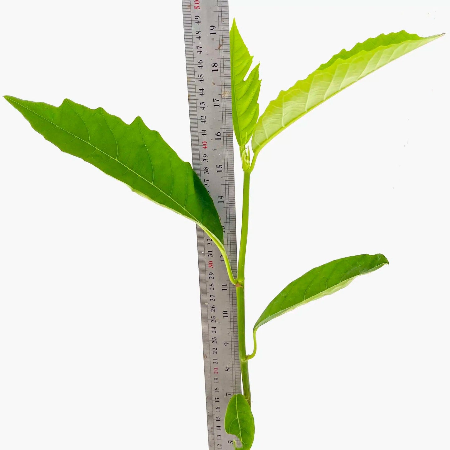 Live Plant - Breadfruit (Artocarpus camansi) Tropical Live Fruit Tree 2โ-3โ feet