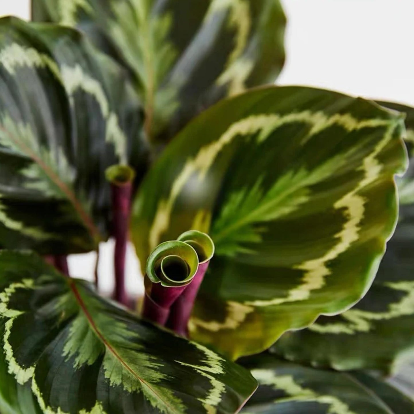 Pet Safe Live Prayer Plant Calathea Collection (3PK) in 4 Inch Pots, Pet Friendly Houseplants, Rattlesnake Plant, Orbifolia, Non-Toxic Houseplant Mix