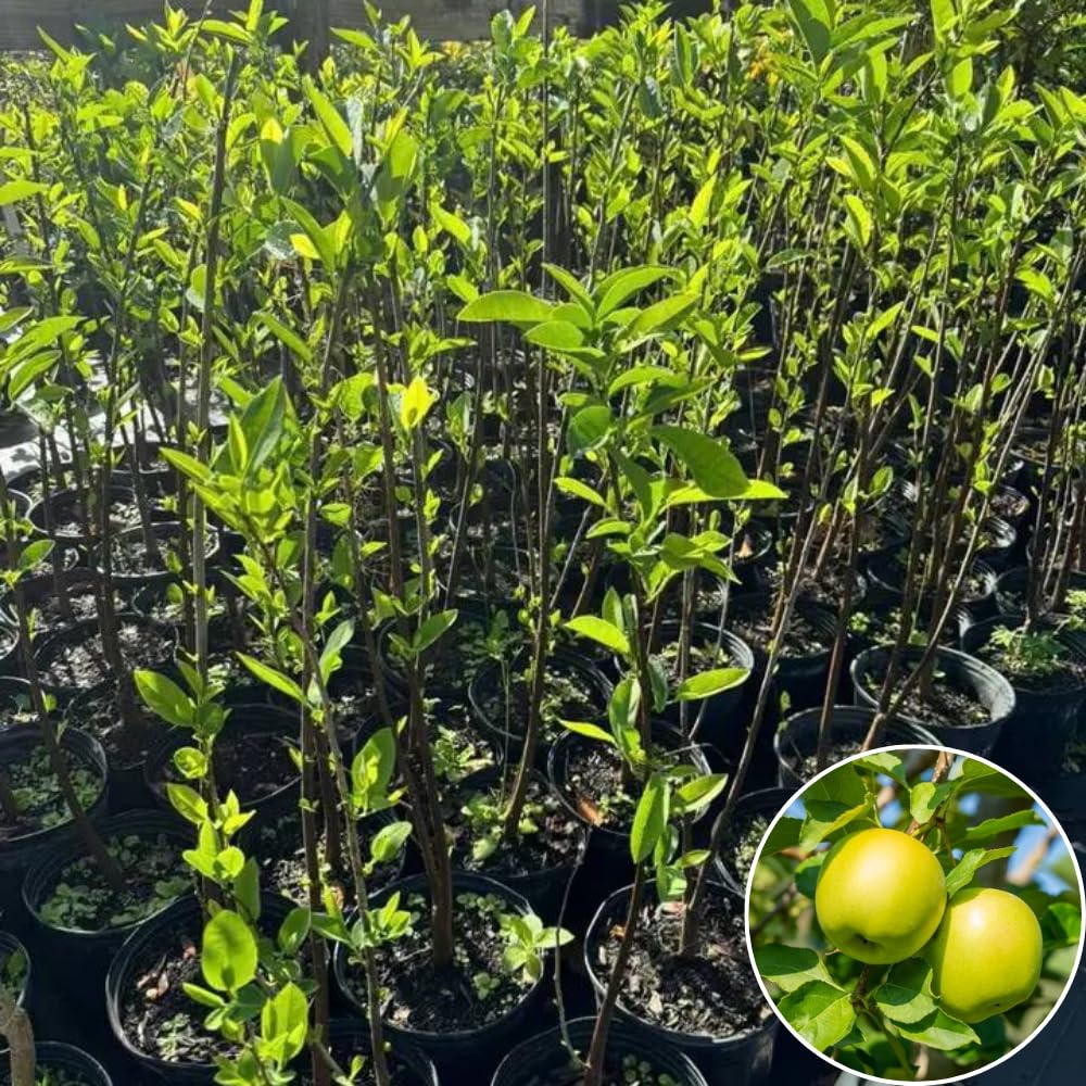Delicious Apple Tree Live Plant, Bareroot 2 to 3 Feet Tall, Sweet Apple Plant Live for Planting, Live Apple Tree Plant, Apple Fruit Tree (Yellow Apple)