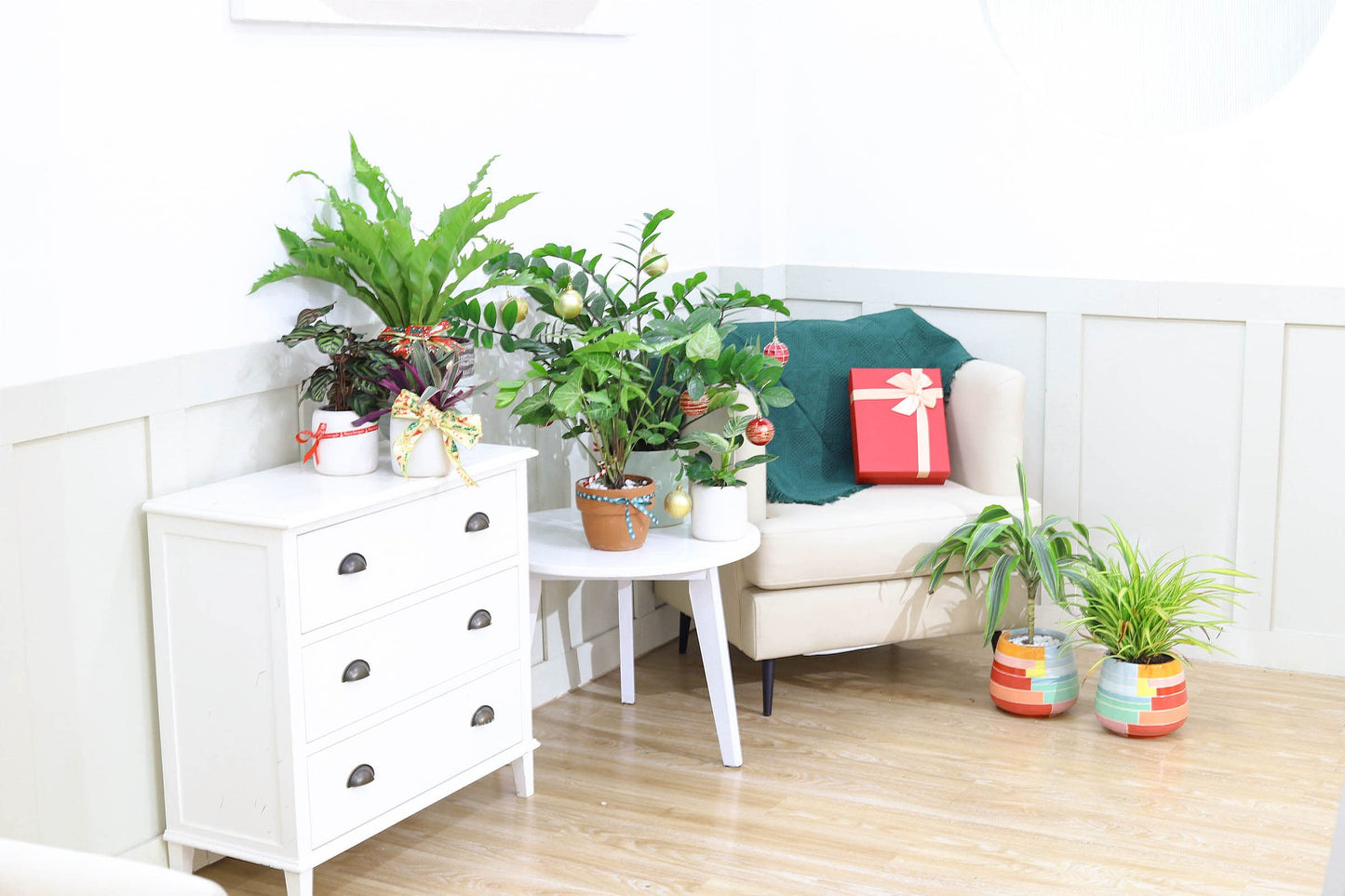 Curly Spider Plant 'Bonnie' (4" Grower Pot) - Healthy Houseplant - Easy Care Indoor Houseplant, Fully Rooted in 2/4/4.5/5/6 inch Sizes