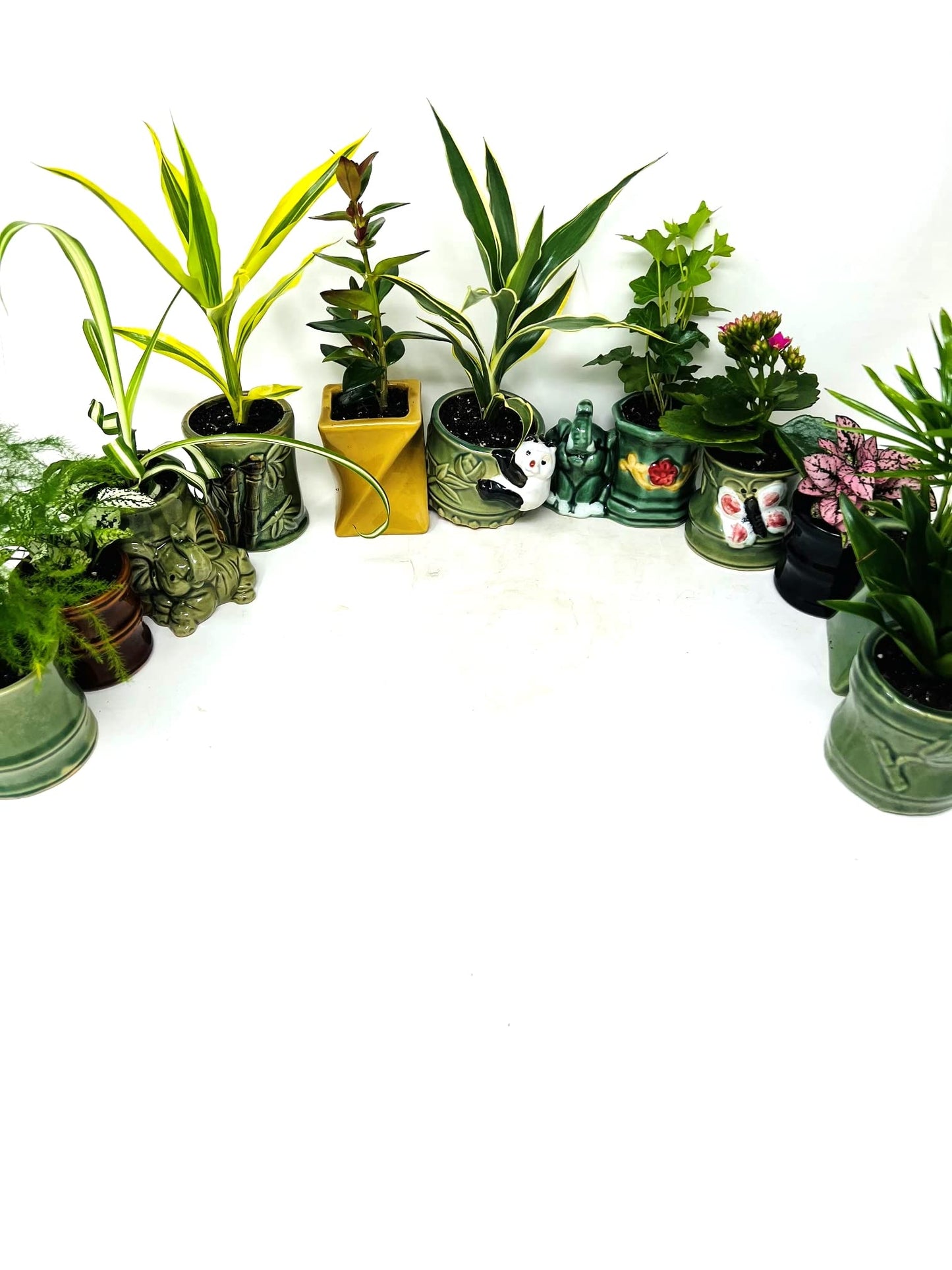 JM BAMBOO Easy to Care Plants Collection- 6 Pack 2'' Ceramic Pot -Live Houseplants