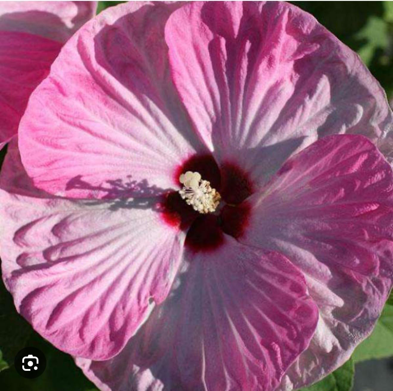Live Plant - Luna Pink Swirl Hibiscus moscheutos-Small Rooted Starter Plant-Huge 8-10” Blooms