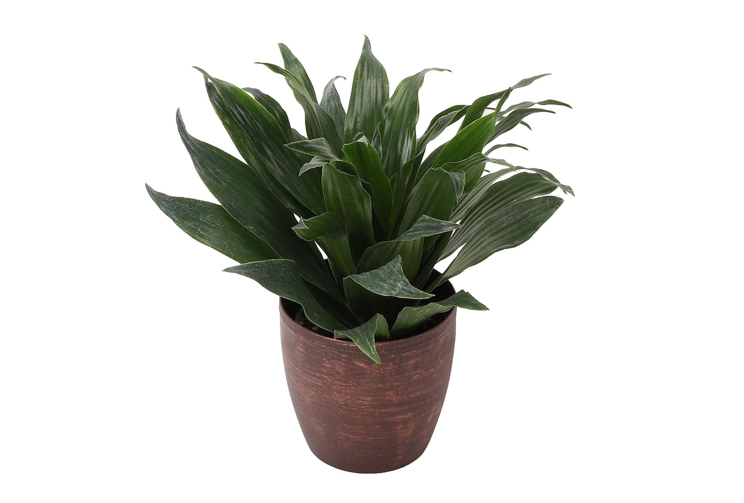 Thorsen's Greenhouse Low Light Houseplant Set, Live Indoor Plants, 3 Pack of Plants, Copper Pots, 4" Diameter