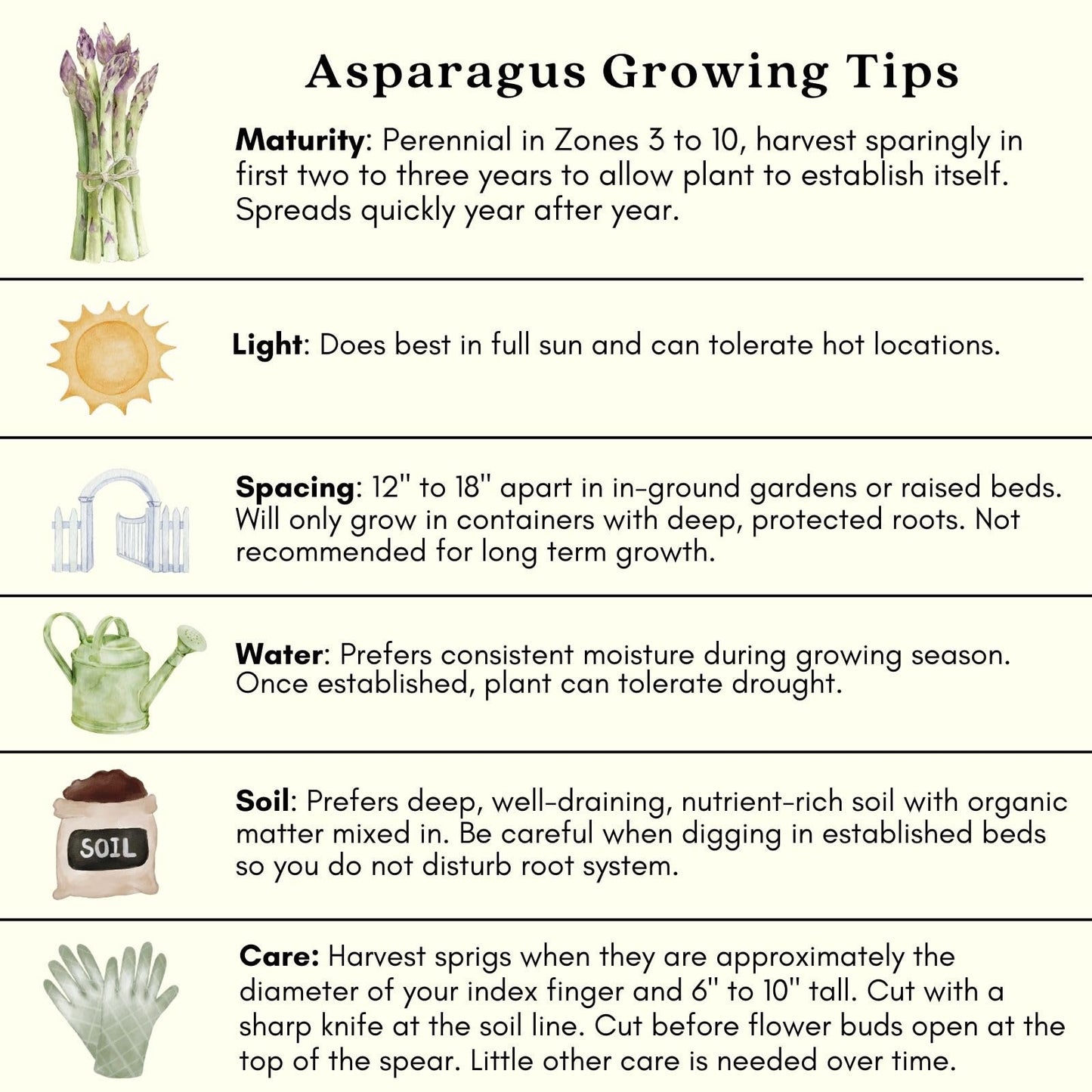 Clovers Garden Asparagus Plants- Two (2) Live Plants – Non-GMO - Not Seeds - Each 4" to 8" Tall – in 4" Inch Pots - High-Yield, Perennial
