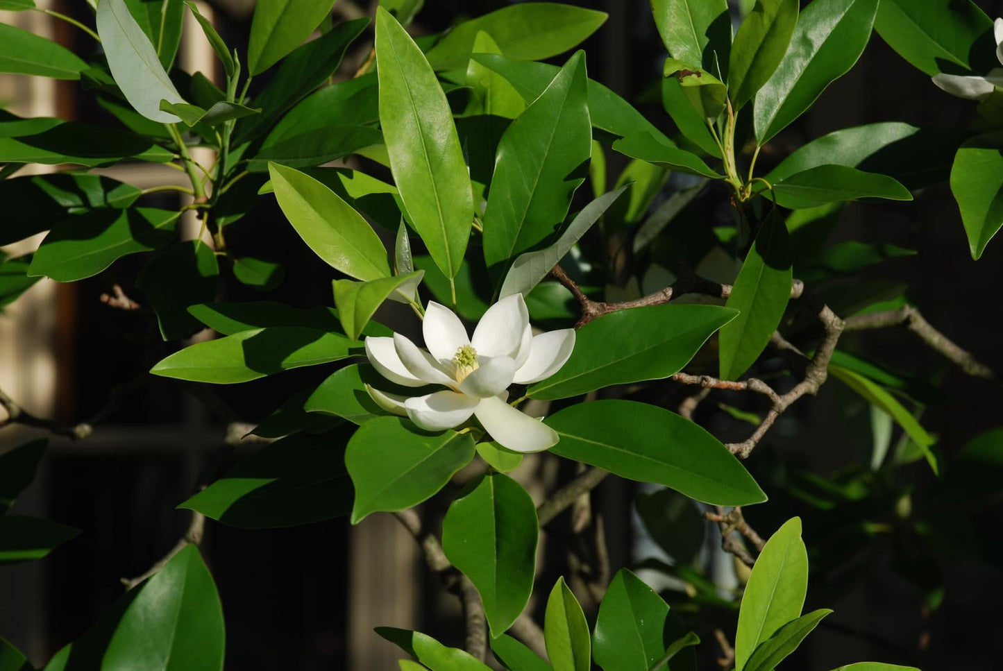 Live Plant - Sweetbay Magnolia Tree - 10-18" Tall Live Plant, Quart Pot - Magnolia virginiana