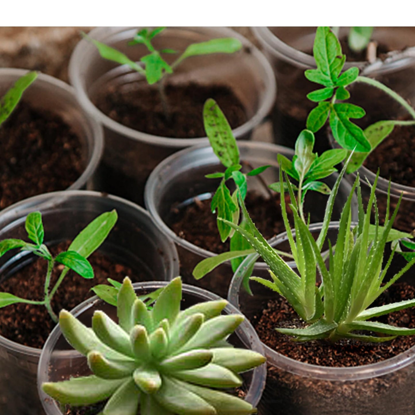 OUPSAUI 21 Pack 3.5/5/6 Inch Clear Nursery Pots for Plants, Clear Plant Pots with Drainage Holes, Flexible Plastic Plant Pots, Seedling Planter Seed Starter Pots(3.5+5+6 Inch)