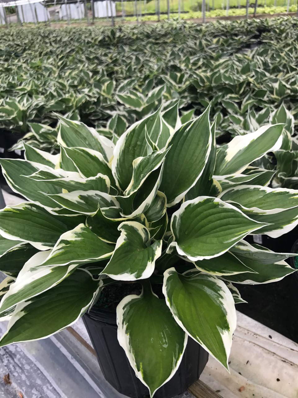 Hosta 'Patriot' (Hosta) Perennial, 1 - Size Container