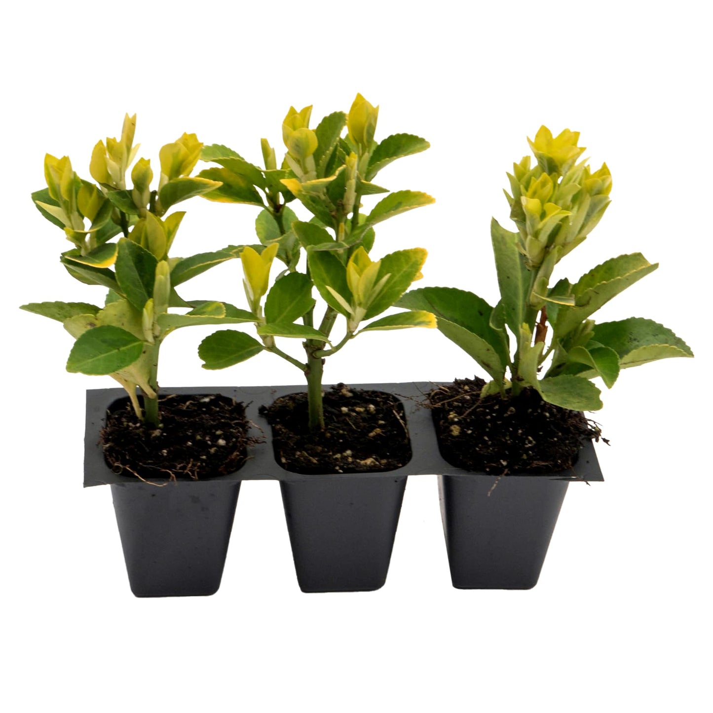 3 Golden Euonymus Shrubs | Live Plants in 2.5-inch Nursery Cubes | Japonica ‘Aureo-Marginatus’ Variety | Easy-Care Evergreen | Variegated Yellow-Green Foliage | Hedges & Shrubs for Home & Garden