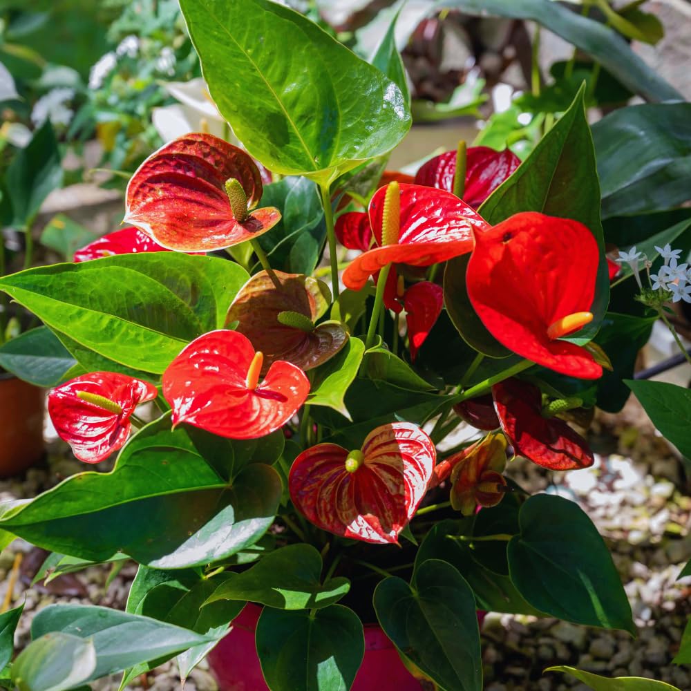 Red Anthurium Plant Live, Anthurium Flower Tree, 6'' Pot, Houseplant Live Plant for Home Decoration, No Ship to CA