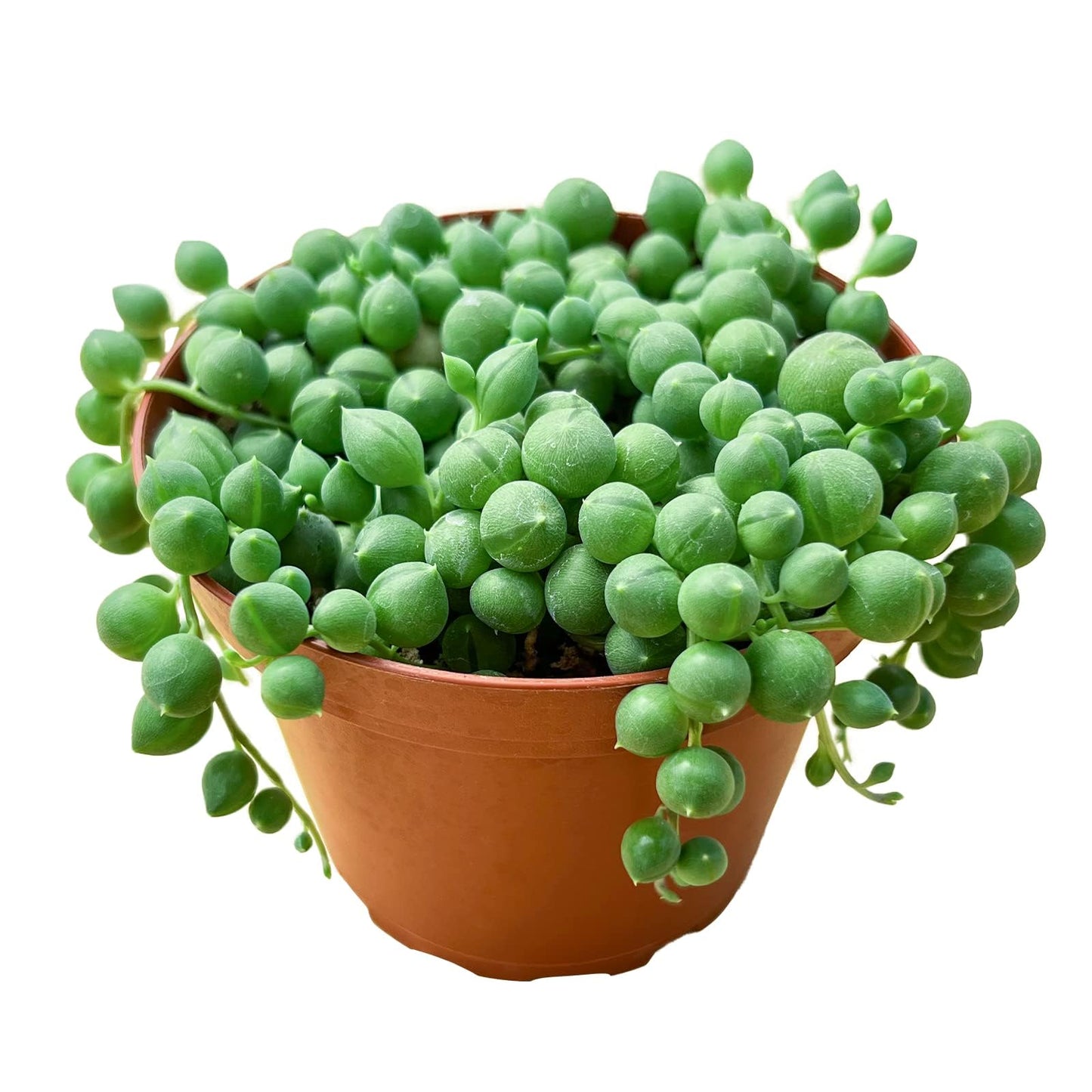 String of Pearls (4-inch), Succulents Plants Live, Succulent Plants Fully Rooted in Pots with Soil, Easy-Care House Plant for DIY, Home Office Decor, Wedding Party Favor