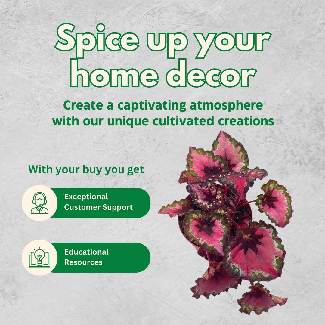 BubbleBlooms Harmony's Red Begonia Rex Series, Red and Green Holographic, 4 inch Grower's Choice Indoor House Plant