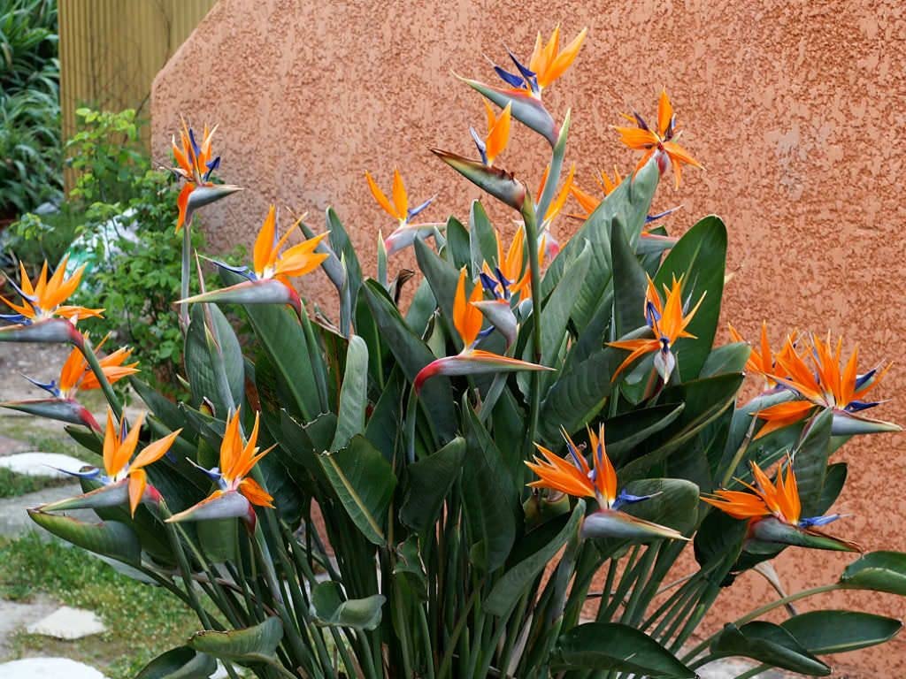 1 Live Plant Bird of Paradise | Strelitzia Reginae 6" in A 2 1/2" Pot