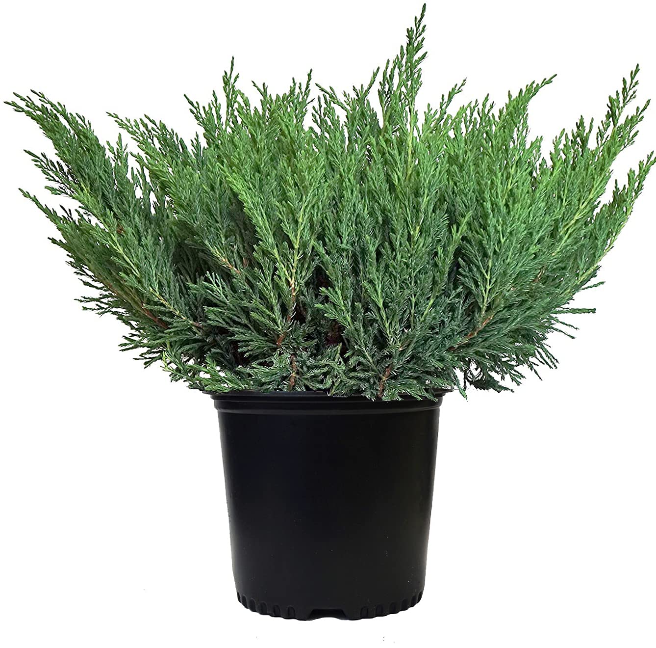Compact Andorra Juniper, green leafed evergreen in 2 Gallon pot - Juniper Horizontalis plumosa compacta 'Youngstown'