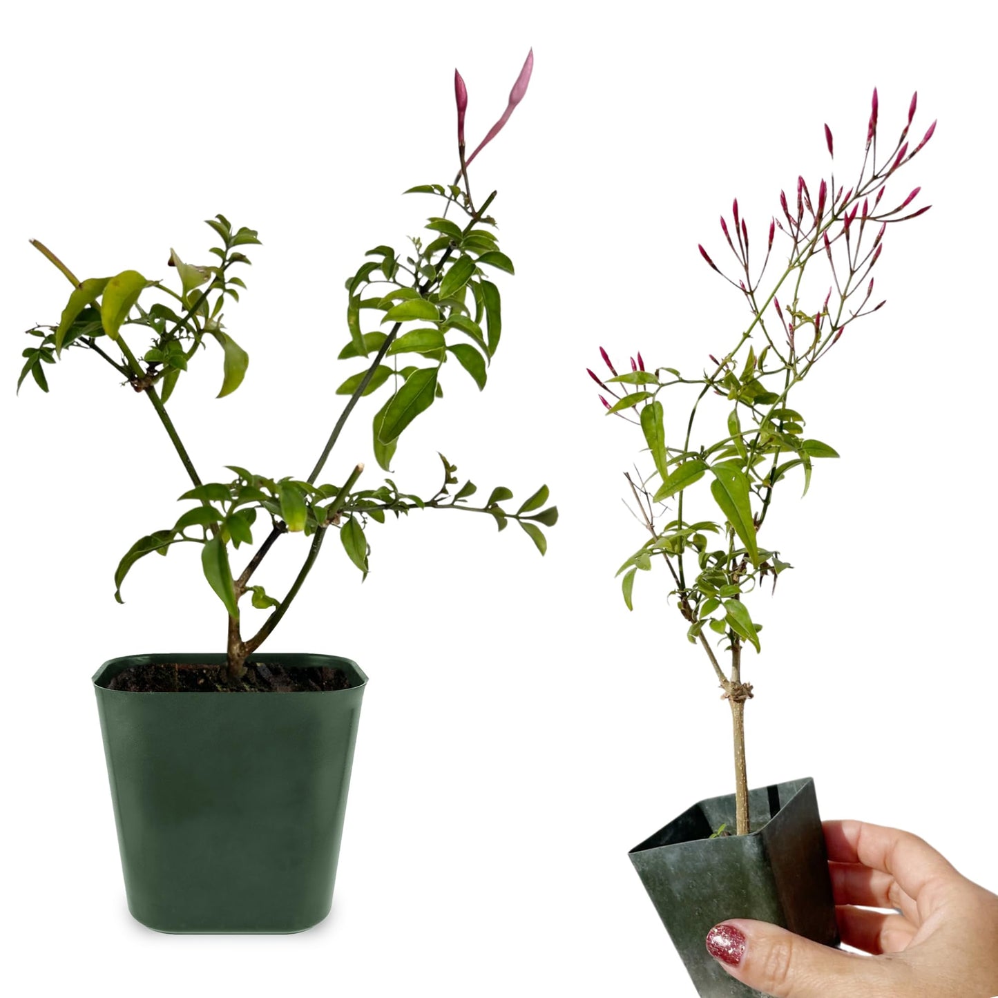 My Shelfie - Mini Pink Jasmine Plant Vine, Jasmine Plant Starter in 2-Inch Pot, Live Plants Outdoor Setting, Jasmine Plant Live Grows to 3-5 Inches, Pet-Friendly, 1-Piece