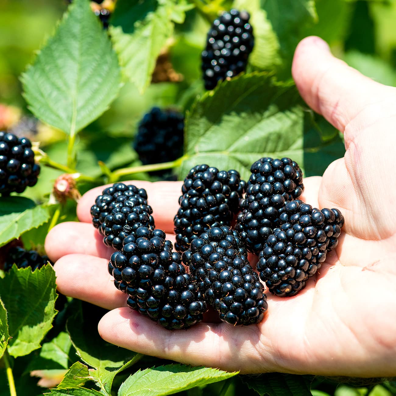 PERFECT PLANTS PrimeArk Freedom BlackBerry Bush 1 Gallon | Live Thornless Fruit for Outdoor Planting | Large Fruits for Home Gardens | Dark Purple Berries Emerge During Early Summer