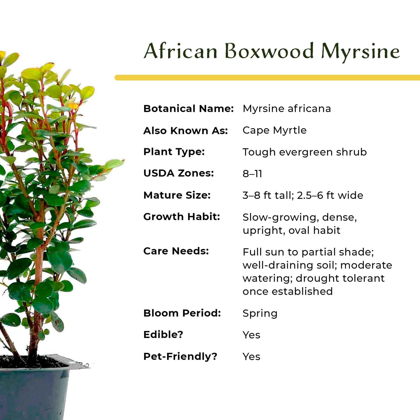 3 African Boxwood Myrsine – Dense Evergreen Shrub for Low Hedges, Borders & Topiary Landscapes (Myrsine africana) in 2.5” Cubes, Live Plants