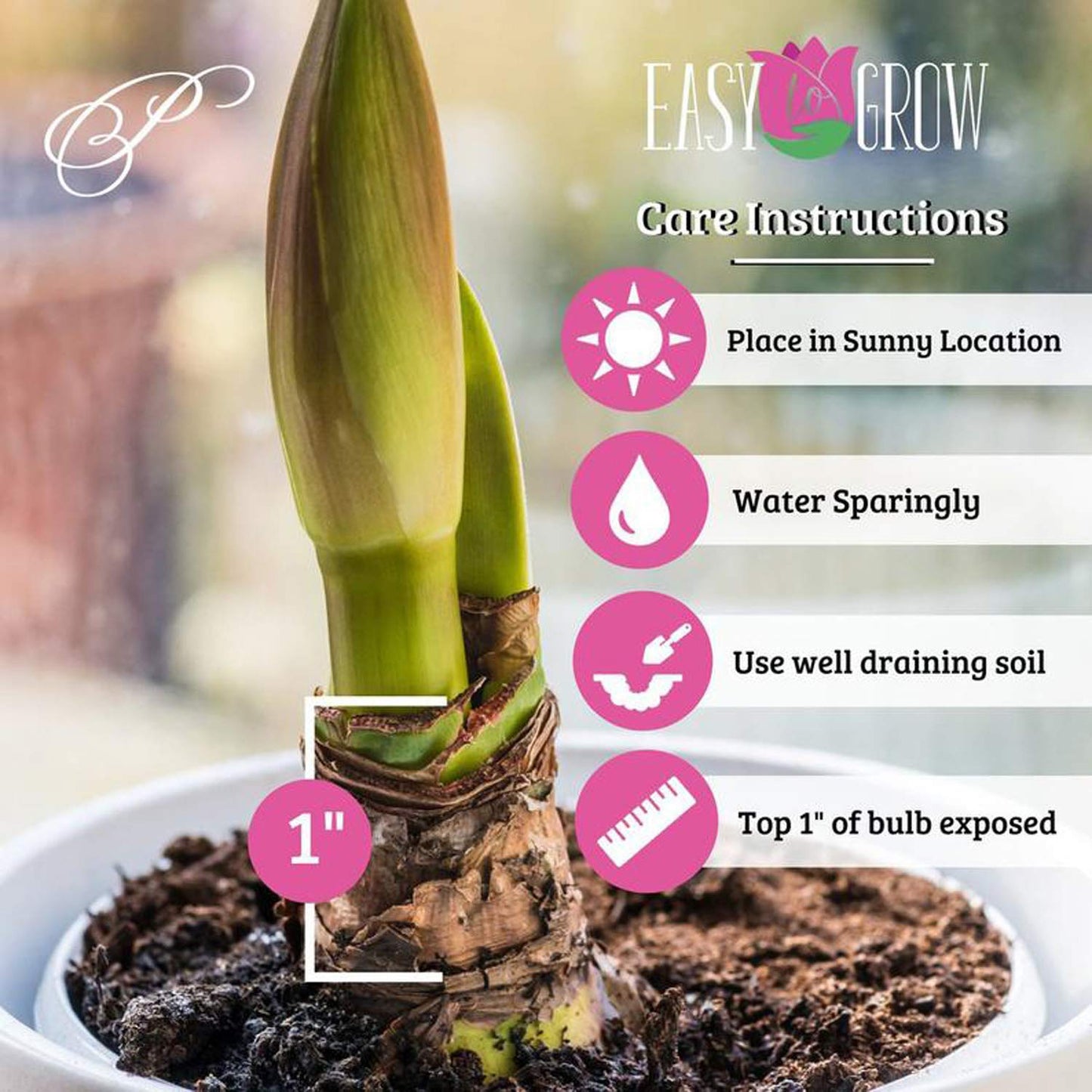 UtopiaSeeds Tinkerbell Amaryllis Bulb - Peach Amaryllis - One Large Bare Root Bulb