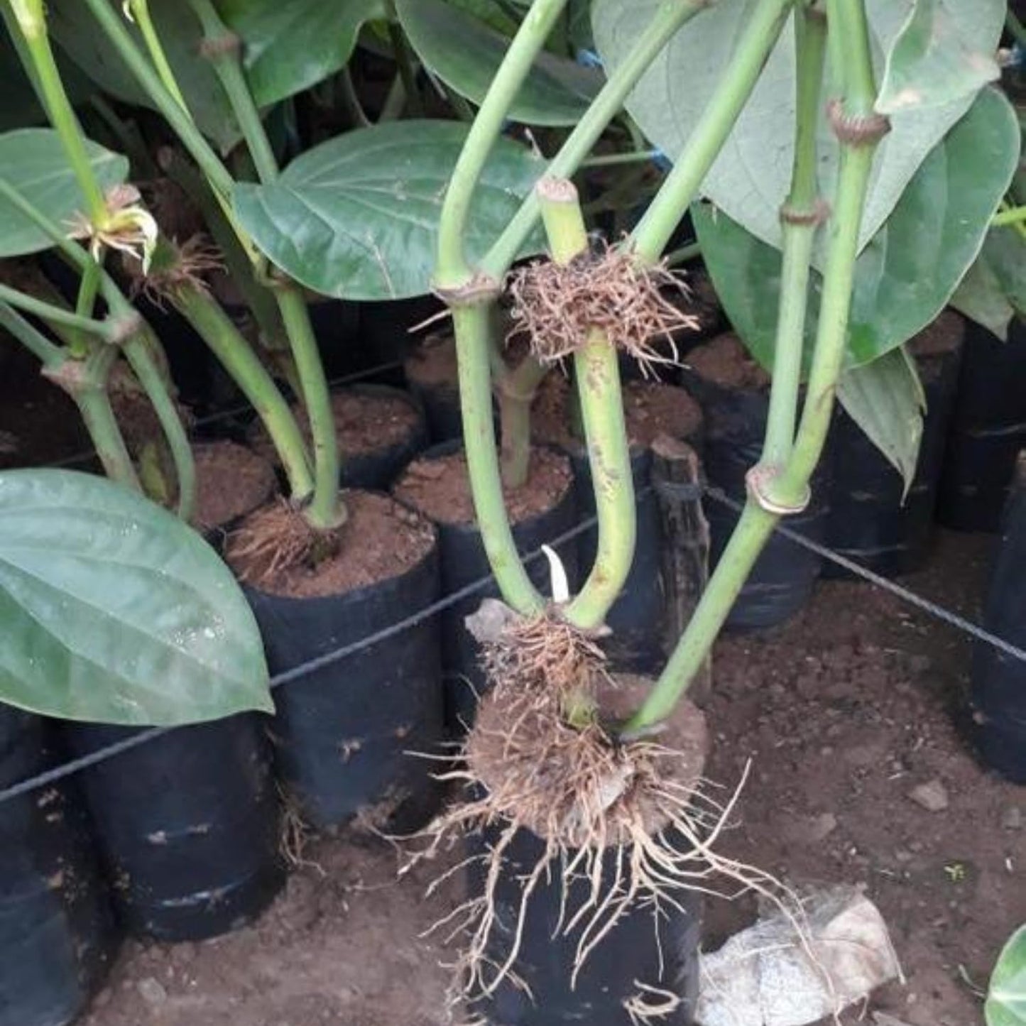 2 Black Pepper Plants, 4-7" Tall Black Pepper Plant Live, Piper Nigrum Starter Plant, Well Rooted for Garden Growing