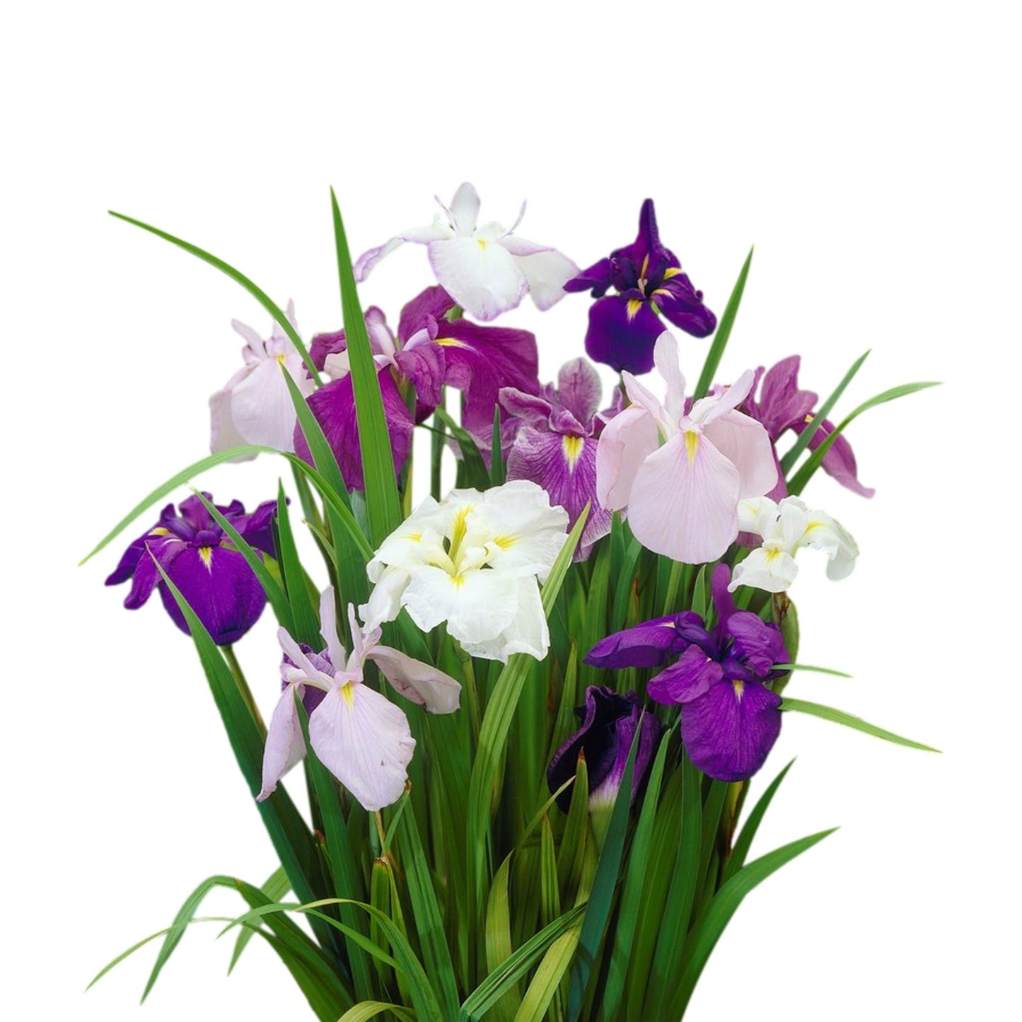 Easy to Grow Japanese Iris Zen Garden Mix 5 Root Divisions - Colorful Flowers Bloom Spring to Summer in Partial Sun, Tolerates Wet Soil