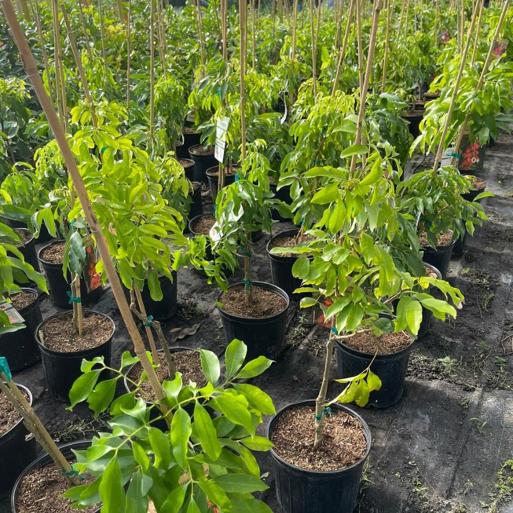 Sweetheart Lychee Tree Live 2-3 Feet Tall, Lychee Plant Live in Gallon Pot, Litchi Fruit Tree, No Shipping to CA
