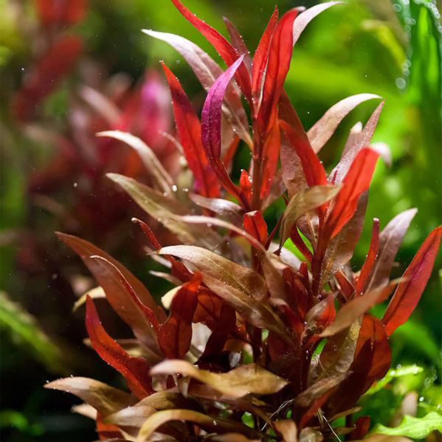 3xAlternanthera Lilacina Plants, Live Aquarium Plant | Deep Purple & Red Aquatic Stem Plant for Stunning Aquascapes
