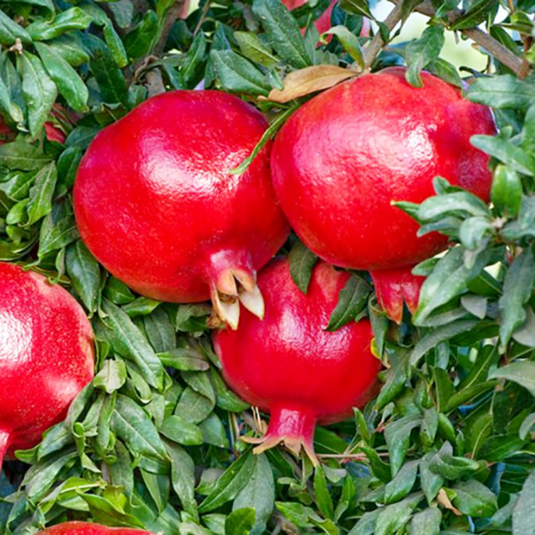 Sweet Pomegranate Tree Live Plant, 4" Potted Cold Hardy, Seedlings Pomegranate Tropical Flavor Fruit for Spring Planting
