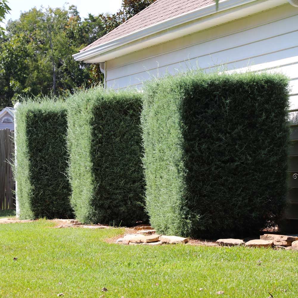 Brighter Blooms - Carolina Sapphire Cypress Tree, 1-2 ft. - No Shipping to AK, AZ, HI